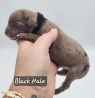 Black Collar Male, a male Cockapoo for sale in Mocksville, NC – 3 of 9