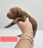 Red Female , a female Goldendoodle for sale in Mocksville, NC – 3 of 10