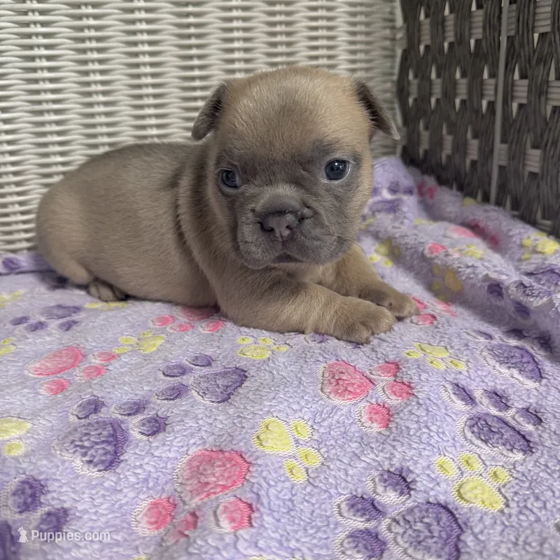 Ella Langley – French Bulldog puppy for sale in Florence, KY