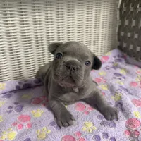 Lainey Wilson, a female French Bulldog for sale in Florence, KY – 2 of 6