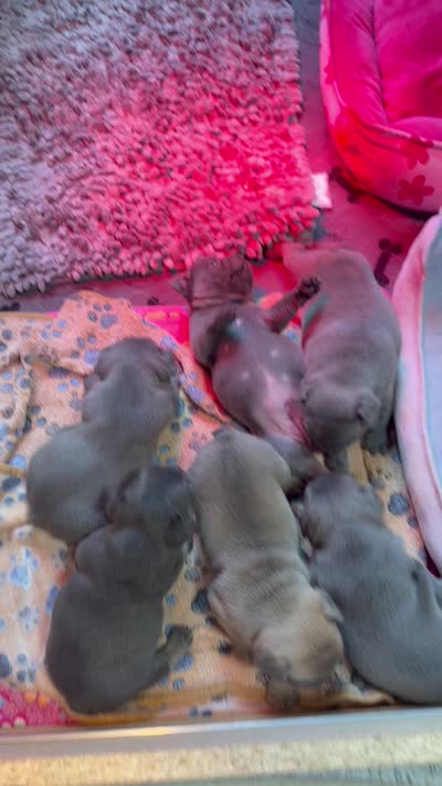 Ella Langley, a female French Bulldog for sale in Florence, KY – 9 of 10