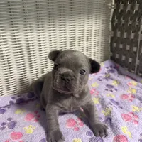 Lainey Wilson, a female French Bulldog for sale in Florence, KY – 4 of 6