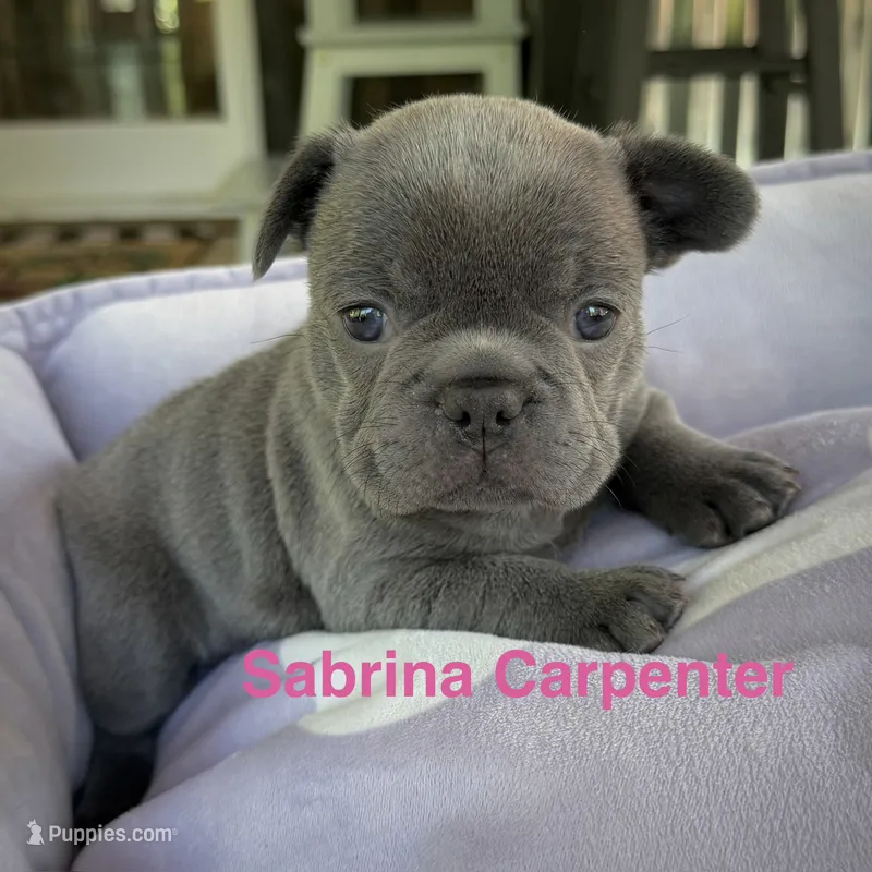 Sabrina Carpenter  – French Bulldog puppy for sale in Florence, KY