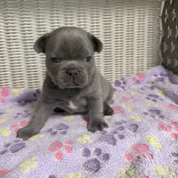 Taylor Swift, a female French Bulldog for sale in Florence, KY – 2 of 7