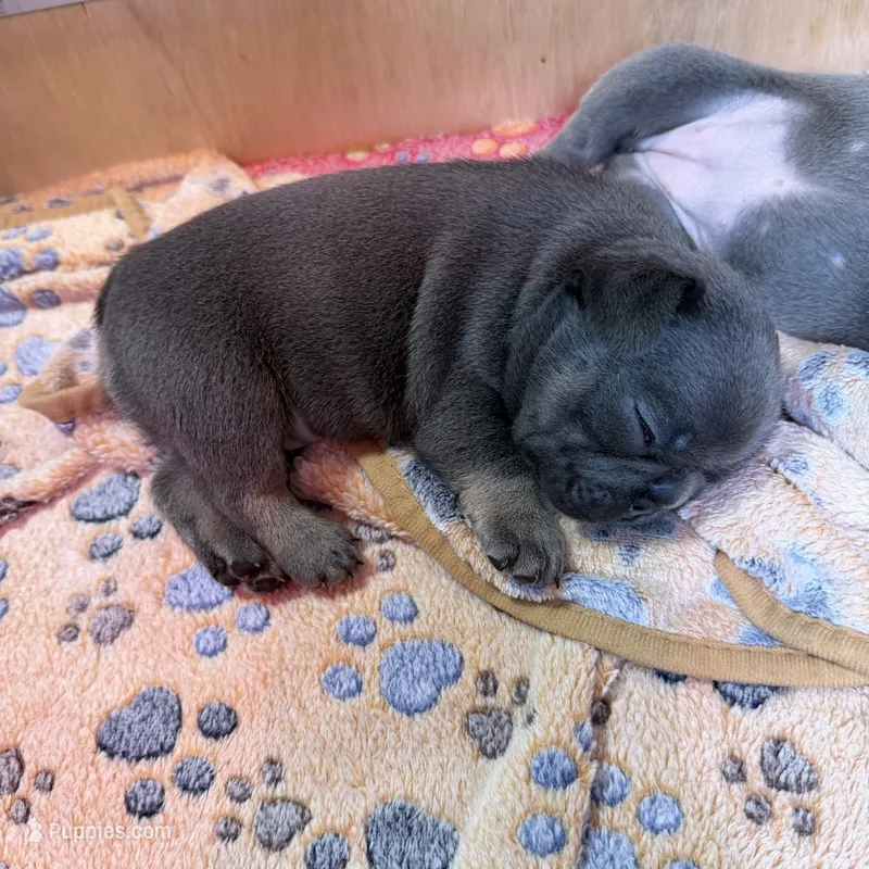 Bruno Mars – French Bulldog puppy for sale in Florence, KY