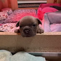 Ella Langley, a female French Bulldog for sale in Florence, KY – 5 of 10