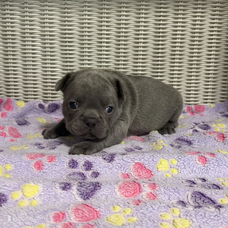 Sabrina Carpenter  – French Bulldog puppy for sale in Florence, KY