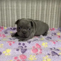 Sabrina Carpenter , a female French Bulldog for sale in Florence, KY – 1 of 6
