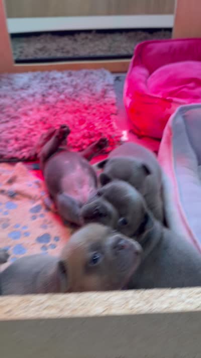 Ella Langley, a female French Bulldog for sale in Florence, KY – 10 of 10