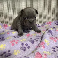 Sabrina Carpenter , a female French Bulldog for sale in Florence, KY – 4 of 6