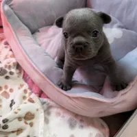 Lainey Wilson, a female French Bulldog for sale in Florence, KY – 3 of 7