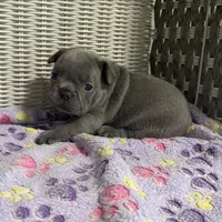 Sabrina Carpenter , a female French Bulldog for sale in Florence, KY – 2 of 6