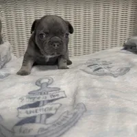 Bruno Mars, a male French Bulldog for sale in Florence, KY – 6 of 7