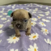 Ella Langley, a female French Bulldog for sale in Florence, KY – 4 of 10