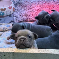 Ella Langley, a female French Bulldog for sale in Florence, KY – 6 of 10