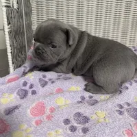 Taylor Swift, a female French Bulldog for sale in Florence, KY – 7 of 7
