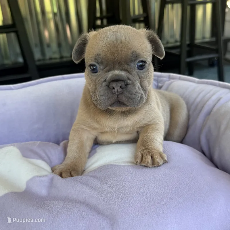 Ella Langley – French Bulldog puppy for sale in Florence, KY
