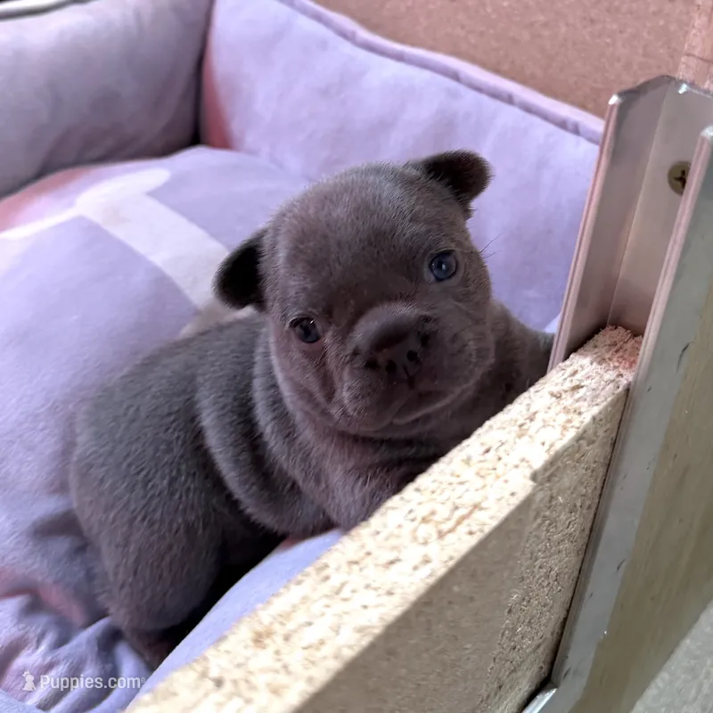 Lainey Wilson – French Bulldog puppy for sale in Florence, KY