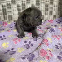 Sabrina Carpenter , a female French Bulldog for sale in Florence, KY – 5 of 6