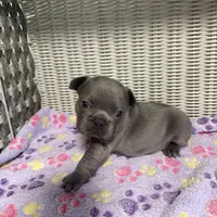 Lainey Wilson, a female French Bulldog for sale in Florence, KY – 6 of 6