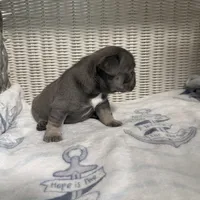 Bruno Mars, a male French Bulldog for sale in Florence, KY – 5 of 7