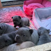 Lainey Wilson, a female French Bulldog for sale in Florence, KY – 6 of 7