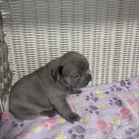 Taylor Swift, a female French Bulldog for sale in Florence, KY – 6 of 7