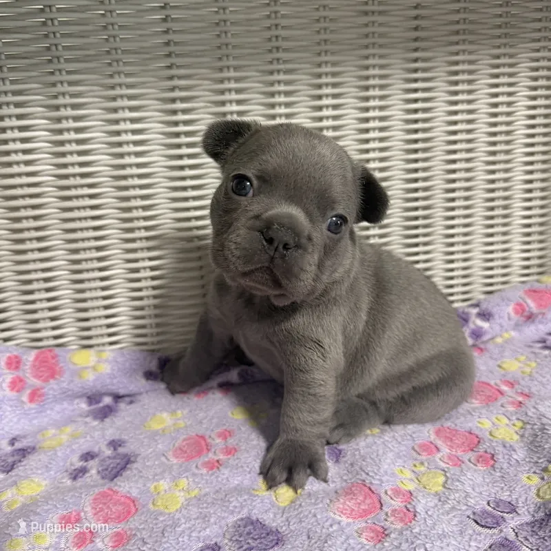 Lainey Wilson – French Bulldog puppy for sale in Florence, KY