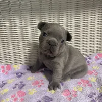 Lainey Wilson, a female French Bulldog for sale in Florence, KY – 1 of 6