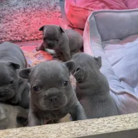 Lainey Wilson, a female French Bulldog for sale in Florence, KY – 5 of 7