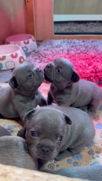 Bruno Mars, a male French Bulldog for sale in Florence, KY – 3 of 3