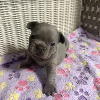 Lainey Wilson, a female French Bulldog for sale in Florence, KY – 5 of 6