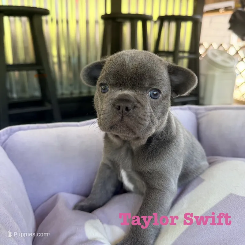 Taylor Swift – French Bulldog puppy for sale in Florence, KY