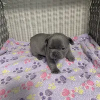 Taylor Swift, a female French Bulldog for sale in Florence, KY – 5 of 7