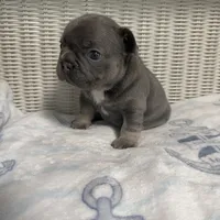 Bruno Mars, a male French Bulldog for sale in Florence, KY – 4 of 7