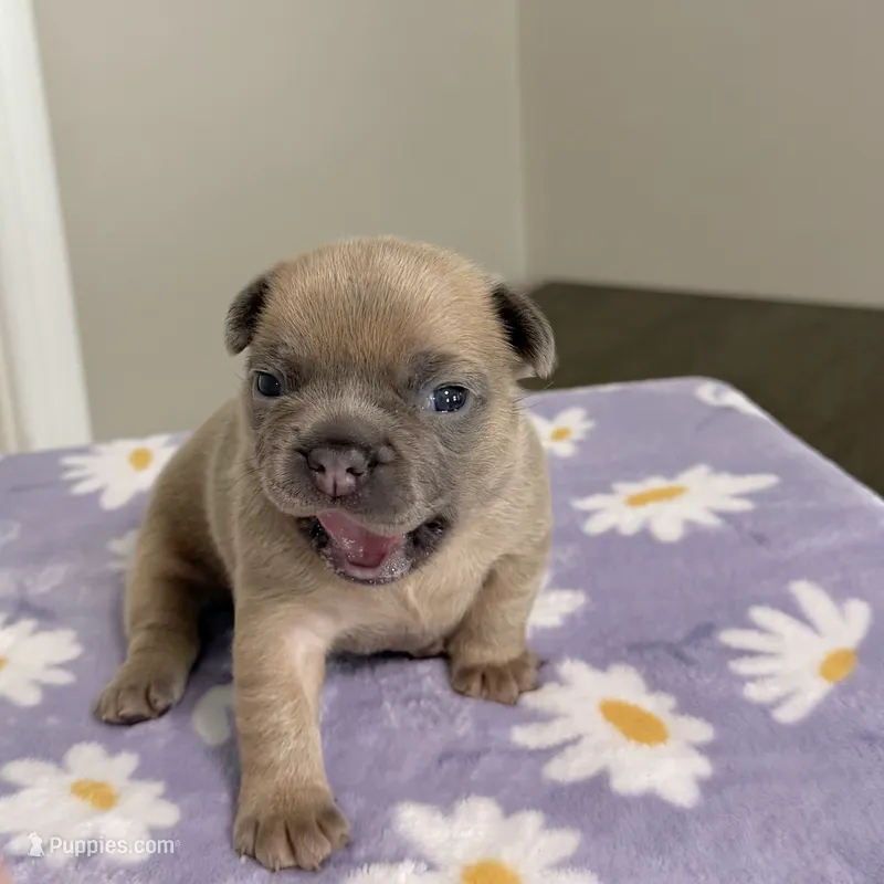 Ella Langley – French Bulldog puppy for sale in Florence, KY