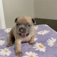 Ella Langley, a female French Bulldog for sale in Florence, KY – 1 of 10