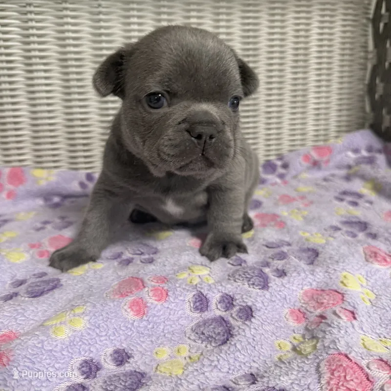 Taylor Swift – French Bulldog puppy for sale in Florence, KY