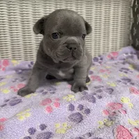 Taylor Swift, a female French Bulldog for sale in Florence, KY – 1 of 7