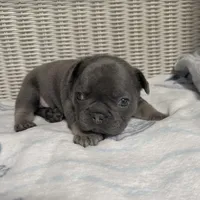 Bruno Mars, a male French Bulldog for sale in Florence, KY – 2 of 7