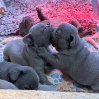 Lainey Wilson, a female French Bulldog for sale in Florence, KY – 4 of 7