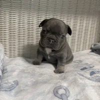 Bruno Mars, a male French Bulldog for sale in Florence, KY – 3 of 7