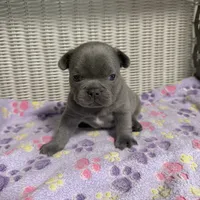 Taylor Swift, a female French Bulldog for sale in Florence, KY – 4 of 7