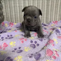 Sabrina Carpenter , a female French Bulldog for sale in Florence, KY – 6 of 6