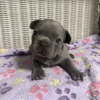 Lainey Wilson, a female French Bulldog for sale in Florence, KY – 3 of 6