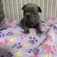 Sabrina Carpenter , a female French Bulldog for sale in Florence, KY – 3 of 6