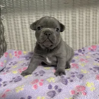 Taylor Swift, a female French Bulldog for sale in Florence, KY – 3 of 7
