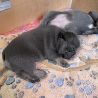 Bruno Mars, a male French Bulldog for sale in Florence, KY – 2 of 3