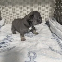 Bruno Mars, a male French Bulldog for sale in Florence, KY – 7 of 7