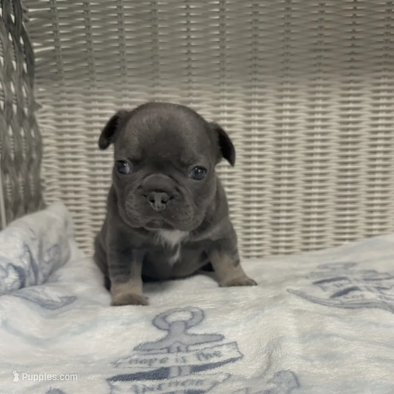 Bruno Mars – French Bulldog puppy for sale in Florence, KY